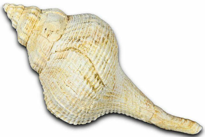 Miocene Fossil Sea Snail (Euthriofusus) Shell - France #365550